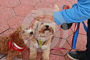 poodle cross dogs being walked and fed a treat by their owner on their daily walk