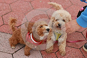 poodle cross dogs being walked and fed a treat by their owner on their daily walk