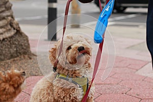 poodle cross dogs being walked and fed a treat by their owner on their daily walk