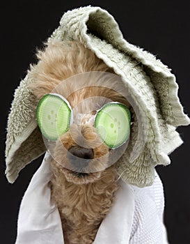 Poodle In Cucumber Mask and Towel
