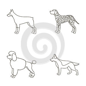 Poodle, doberman, dolmatin, german shepherd.Dog breeds set collection icons in outline style vector symbol stock