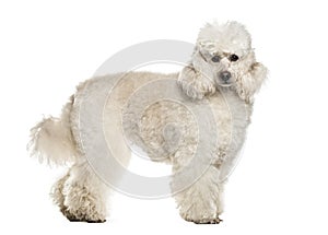 Poodle dog , 6 years old, standing against white background