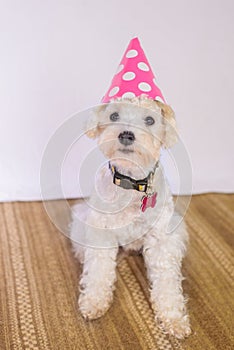 Poodle Dog with a Birthday Hat photo