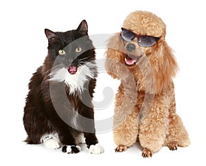 Poodle dog and black cat on a white background