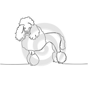 Poodle dog breed, companion dog one line art. Continuous line drawing of friend, dog, doggy, friendship, care, pet