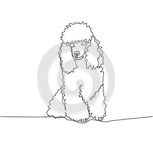 Poodle dog breed, companion dog one line art. Continuous line drawing of friend, dog, doggy, friendship, care, pet