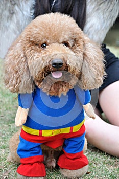 Poodle dog in clothes