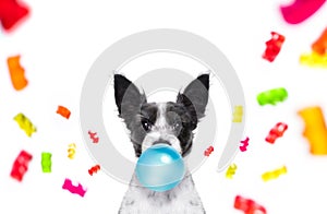 Poodle dog eating sweet candies