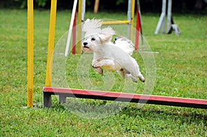 Poodle dog jump hurdle, dog agility competition.