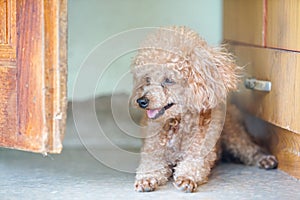 Poodle dog lay on the floor