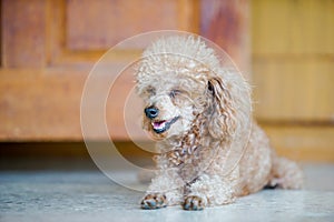 Poodle dog lay on the floor