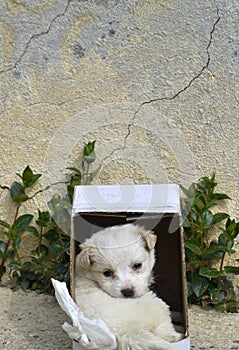 Poodle dog left in a cardboard box for adoption