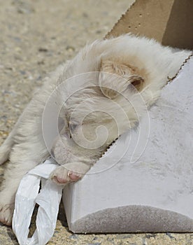 poodle dog left in a cardboard box for adoption