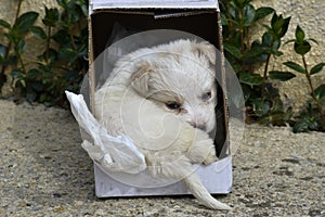 Poodle dog left in a cardboard box for adoption