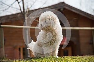 Poodle dog outside on green lawn and house background