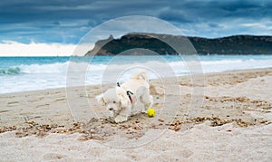 Poodle dog playing at the beach with the yellow ball