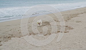 Poodle dog playing at the beach with the yellow ball