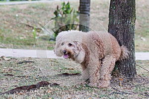 Poodle dog pooping defecate on grass in the park