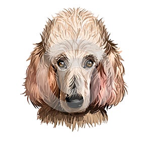 Poodle dog portrait isolated on white. Digital art illustration of hand drawn dog for web, t-shirt print and puppy food cover