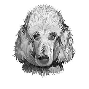 Poodle dog portrait isolated on white. Digital art illustration of hand drawn dog for web, t-shirt print and puppy food cover
