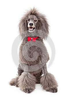 Poodle dog with red bow tie