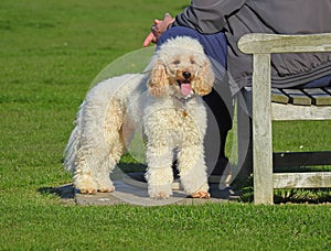 Poodle dog resting in park