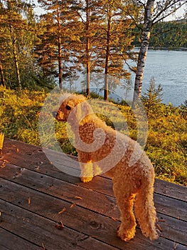 Poodle dog on a rive, forest background