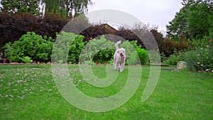 Poodle dog running on green grass at garden backyard. White poodle playing