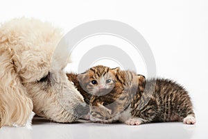 Poodle dog and small kitty sniffing