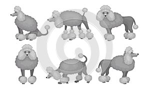 Poodle Dog Standing in Different Posed Vector Set