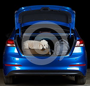 Poodle dog travel in car trunk