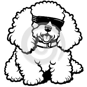 Poodle dog wearing sunglasses