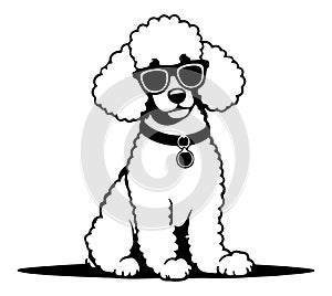 Poodle dog wearing sunglasses