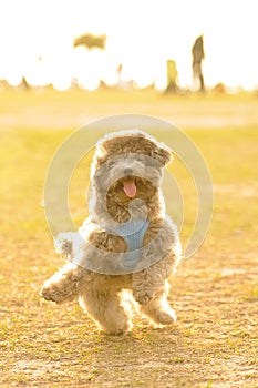Poodle Doing Happy Dance
