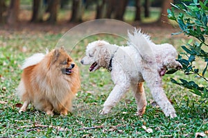 Poodle doing the symbol to declare its territory