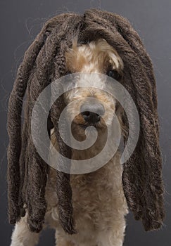 Poodle with Dreads