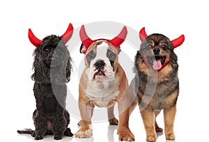 Poodle, english bulldog and pomeranian dressed as devils for hal