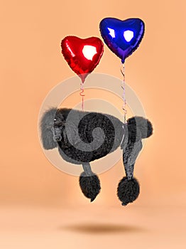 Poodle with flying balloons in shape of heart