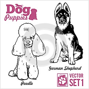 Poodle and German Shepherd - Dog Puppies. Vector set. Funny dogs puppy pet characters different breads doggy