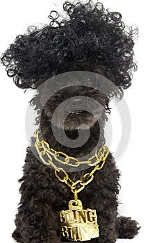 Poodle in Gold Bling Chain