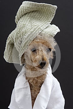 Poodle With A Green Towel