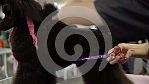 Poodle grooming at the salon for dogs while the competition for groomers