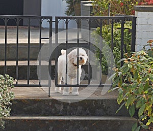 Poodle guarding the home