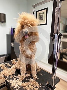 Poodle Having Haircut at Dog Groomer