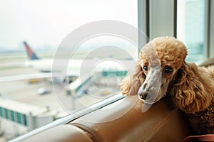 poodle with head tilted, peering from a window seat, with airport view