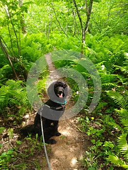 Poodle Hiking in a Lush Forest