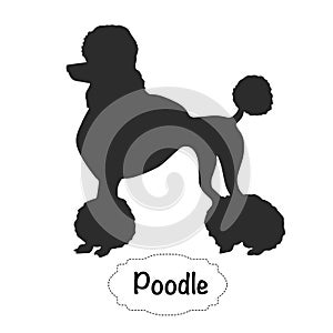 poodle icon vector illustration silhouette