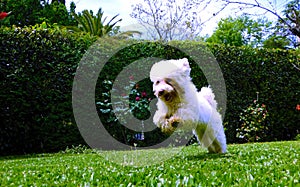 Poodle jumping happy in the park photo