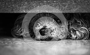 the poodle lay on the floor