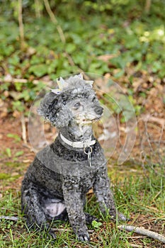 Poodle looks away sitting in grass